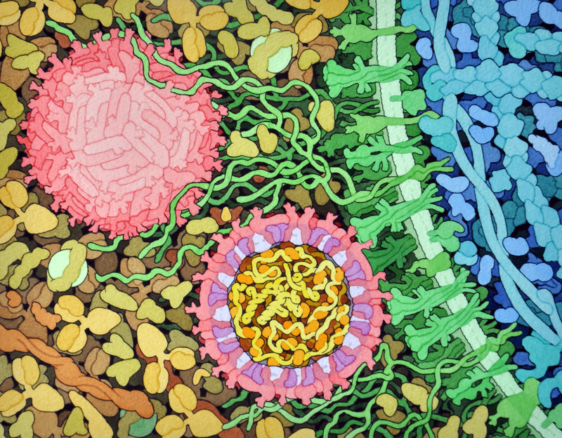 Two Zika particles at work (Image: David S. Goodsel/RCSB Protein Data Bank)